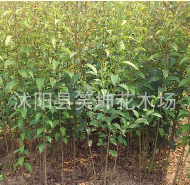 批發(fā)優(yōu)質(zhì)大葉女貞苗 綠化樹(shù)苗 行道景觀樹(shù)苗