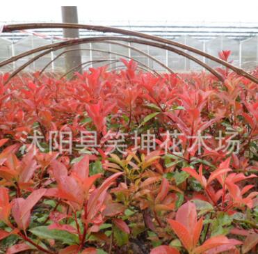 批發(fā)優(yōu)質(zhì)紅葉石楠小苗 工程色塊綠化石楠苗 規(guī)格齊全