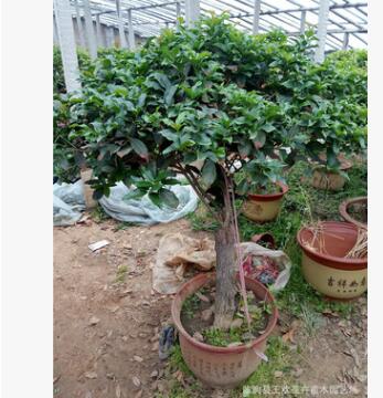 基地批發金桂苗 四季桂小苗金球桂丹桂四季桂 工程綠化樹苗