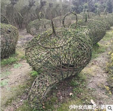 小葉女貞造型 編藝盆景 園林綠化植物 庭院別墅 綠植靜物編藝