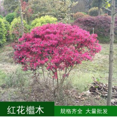 紅繼木 紅花檵木球 紅花繼木 耐旱 工程苗木 庭院綠植