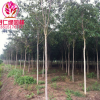 基地批發(fā)楸樹苗 喜光耐寒 楸樹苗工程綠化苗木 規(guī)格齊全量大優(yōu)惠
