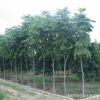 批發綠化喬木欒樹樹苗 工程綠化北京欒樹小苗