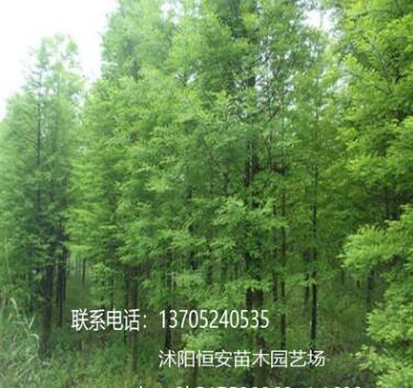 落羽杉樹 苗圃直銷發(fā)貨 行道樹 墨西哥品種全