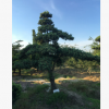 供應【 造型羅漢松 】小葉羅漢松造型,多年精品造型,別墅風景樹