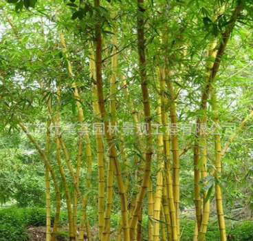 黃金竹基地直銷庭院圍墻竹類植物金鑲玉竹苗 園林觀賞植物