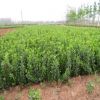 基地直銷大葉黃楊樹苗 衛(wèi)矛床苗 扦插苗 根系好 衛(wèi)矛小苗 工程苗