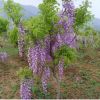 室外庭院紫藤樹苗多花紫藤花樹紅楓攀援爬藤植物圍墻盆栽紫藤蘿苗