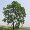 烏桕樹苗批發工程綠化苗木行道綠化風景樹烏桕苗 規格齊全