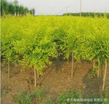 中華金葉榆樹苗批發工程綠化苗木道路風景樹嫁接金葉榆苗