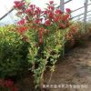 工程綠化苗木花卉 紅王子錦帶 苗木基地直銷 花卉批發小盆栽批發