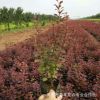 青州紅葉小檗批發 濰坊苗木 優質紅葉小檗 大量批發