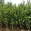 大量供應石榴花石榴苗各種規(guī)格齊全 量大優(yōu)惠