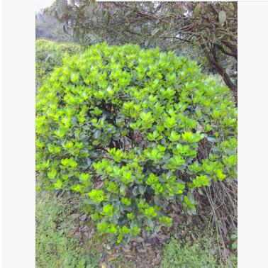 基地熱銷四季青冬青大葉黃楊金邊四季青工程綠化灌木批發