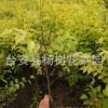 全國銷售耐寒地被花卉木本綠化工程苗木金葉榆（杯苗）適合做綠籬