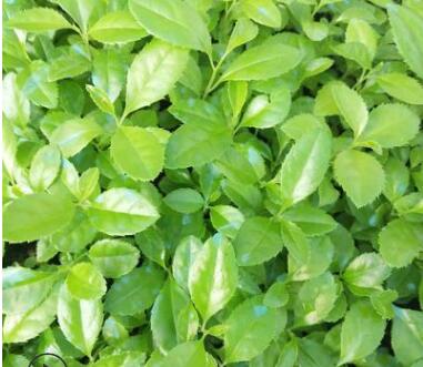 苗圃直銷優(yōu)質(zhì)鐵冬青種苗耐陰觀葉植物萬紫千紅樹園林綠化植物