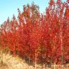 美國紅楓樹苗直銷 園林庭院彩葉綠化工程苗木 紅楓苗 規格全
