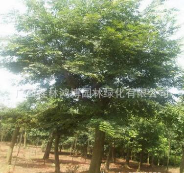 熱銷展示沙樸樹 叢生樸樹 樸樹樹木 規格齊全