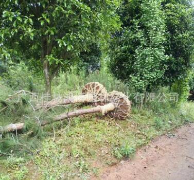批發供應銀杏樹苗 實生銀杏 二年生銀杏樹苗 樹形優美