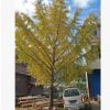 精品銀杏供應貴陽重慶湖南四川江西昆明