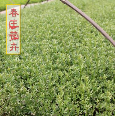 迎春供應 迎春花床苗 別名金腰帶