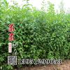 綠葉水蠟小苗 高45以上 優(yōu)質(zhì)的綠化工程苗 綠葉水蠟基地發(fā)貨