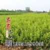 小葉黃楊苗 瓜子黃楊苗 小葉黃楊球 綠化苗木 四季長(zhǎng)青小苗
