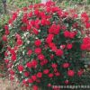 基地直銷人氣歐月 歐洲月季 藤本歐美月季 品種齊全 價格美麗