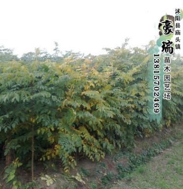 工程綠化苗基地直銷 品種規格全 黃山欒北京欒樹苗 道路綠化