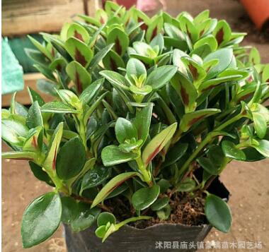 批發金魚吊蘭 室內桌面綠植盆栽花卉 量大從優