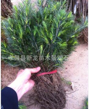 銷售優質園林綠化雪松樹 河南雪松苗，印度籽生雪松苗