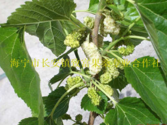 供應(yīng)：白玉王桑果樹苗