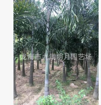 狐尾椰子 地徑25~40cm 桿高100~380cm 耐寒植物 基地直銷