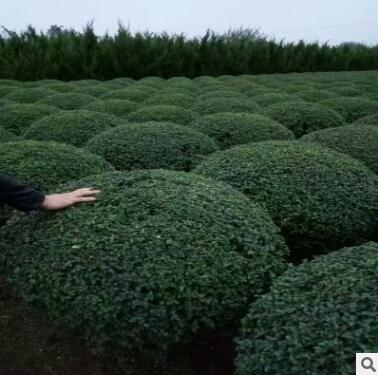 常年供應女貞球 灌木花卉 園林綠化 常綠喬木