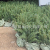 雪松苗木 名貴風(fēng)景樹(shù) 四季常青雪松苗 園林綠化工程苗木耐寒易活
