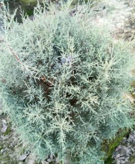 藍(lán)冰柏 灌木花卉 園林綠化 常綠喬木 水生植物 水生花卉