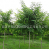 國槐樹苗批發(fā)國槐小苗黃金槐園林綠化苗木行道綠植規(guī)格齊全