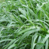 牧草種子批發多年生黑麥草種子草坪牲口草料植物易種植發芽率高