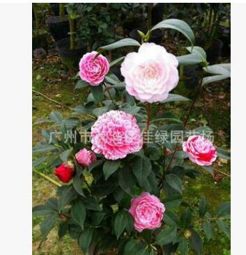 供應五色赤丹，非嫁接一株多色茶花