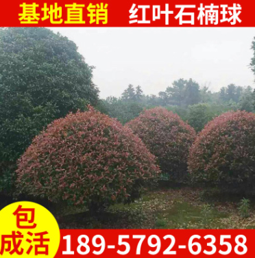 基地批發球形灌木紅葉石楠球 常用高速綠化帶綠化色塊苗 規格齊全