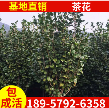 浙江綠化苗木茶花樹 獨桿茶花樹型易成活茶花樹價格優惠規格齊全