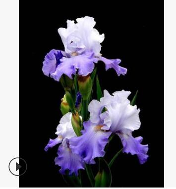 德國鳶尾 常綠香味鳶尾 優雅紫鳶尾 各種水生植物 觀賞花草