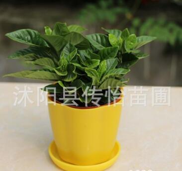 批發梔子花 室內盆栽花卉 綠植桌面盆景 梔子花鮮花