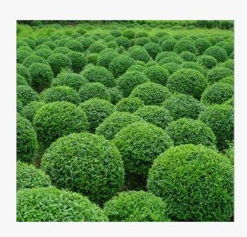 一串紅 青州草花 景觀設計 草花租擺 鄉村綠化