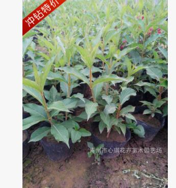 批發上盆紅王子錦帶花 山東青州花卉 基地直銷 價格 盆栽