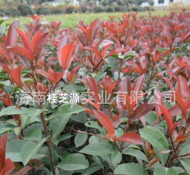 批發各種苗木 長期供應紅葉石楠 特級花卉紅葉石楠