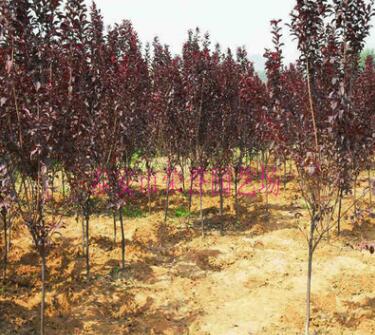 山東直銷紫葉矮櫻 花壇綠化紫葉矮櫻 長期銷售濕地綠化紫葉矮櫻