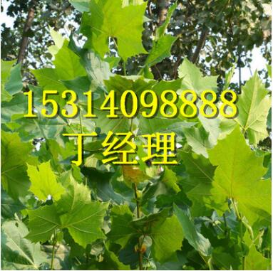 法桐苗價格 三年生法桐樹苗 嫁接法桐苗 法桐1-5公分 大苗