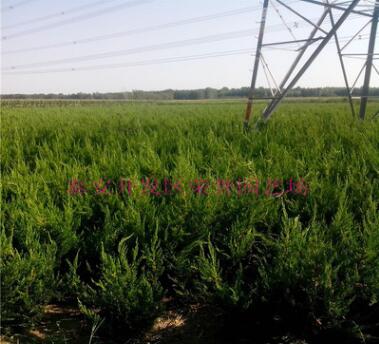 榮譽園藝場是全國大型育苗基地 龍柏供應