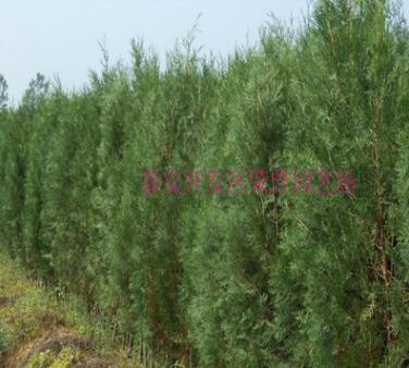 現貨銷售優質側柏苗 花壇綠化側柏苗 長期銷售優質側柏苗